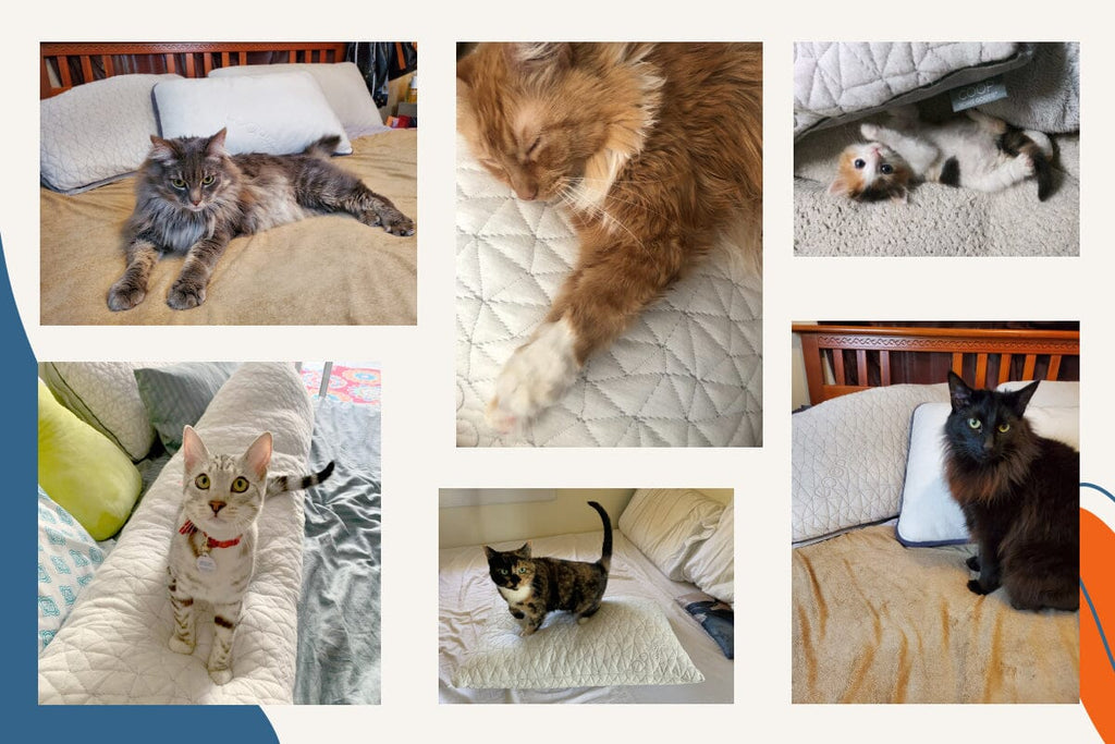 Introducing: the Napping Cats of Coop